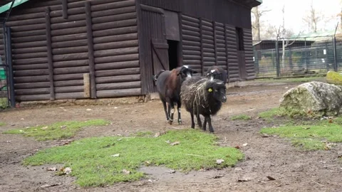 Black goat on the farm Stock Footage 259124284