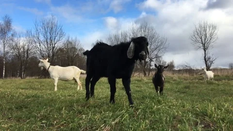 Black goat Video stock 119016900