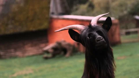 Black goat Stock Footage 152188197