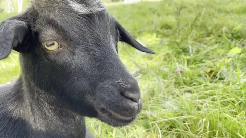 Black goat 動画素材 292484130
