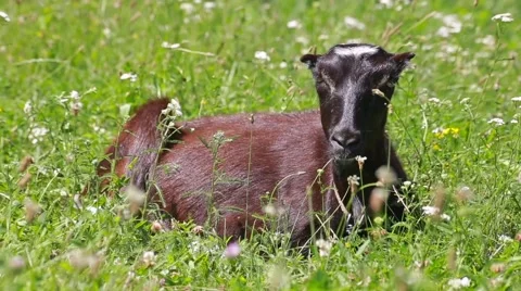 Black goat in grass Stock Footage 66437899