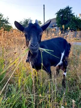 Black goat grazes and eats grass Stock Photos