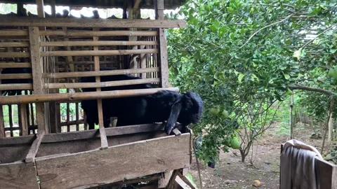 A black goat inside bamboo cage, show up his head through the gap in the cage Stock Footage 307104322