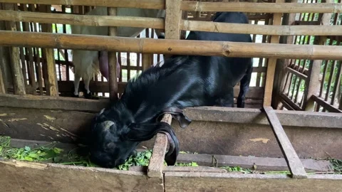 A black goat inside bamboo cage, show up his head through the gap in the cage Stock Footage 307104370