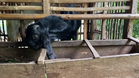 A black goat inside bamboo cage, show up his head through the gap in the cage Stock Footage 307104750
