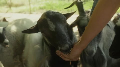 Black goat interacts with human hand while surrounded by sheep and goats in a Vídeo Stock 332724445