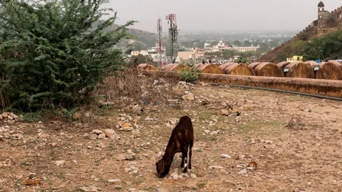 A black goat lies down and looks at the camera Stock Footage 334539296