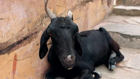 A black goat lies down and looks at the camera Stock Footage 334539305