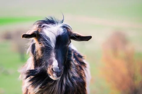 Black goat looking at the camera Stock Photos