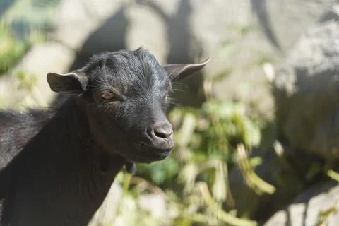 A black goat is looking at the camera Stock Photos