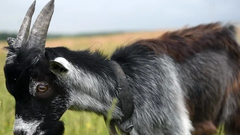 Black Goat in a Meadow Stock Footage 88776005