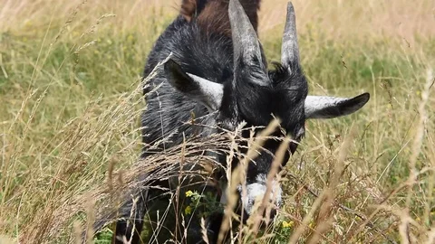 Black Goat in a Meadow Stock Footage 88776541
