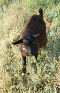 Black goat Stock Photos