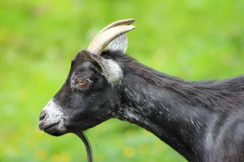 Black goat Stock Photos