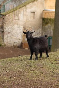 Black goat Stock Photos