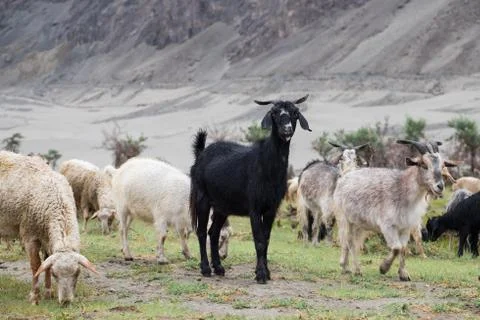 Black goat Stock Photos