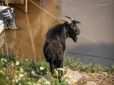 Black goat Stock Photos
