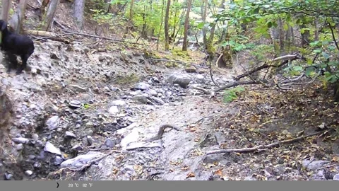 Black Goat Running Through Forest Ravine Captured on Trail Camera Stock Footage 341805415