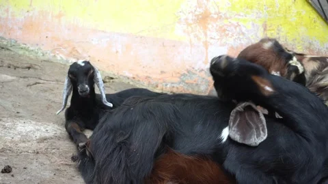 A black goat scratching its back with its horn in the Huachipa zoo in the Stock-Footage 158261935