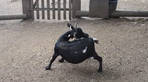 Black goat scratching itself at farm backyard Stock Footage 54245415