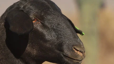 Black Goat side profile in dust Rack Focus to Beige Goat SloMo Stock Footage 157003398