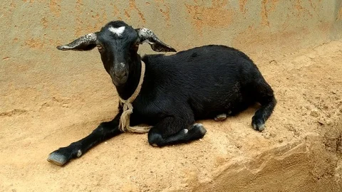 Black Goat siting on mud wall 動画素材 109620756