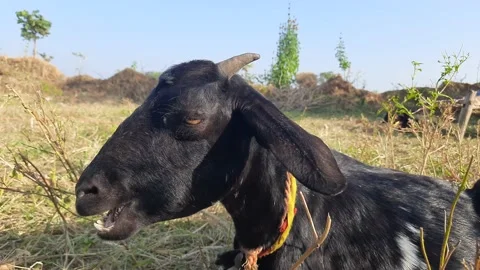 A black goat sitting in afield. Stock Footage 155855594
