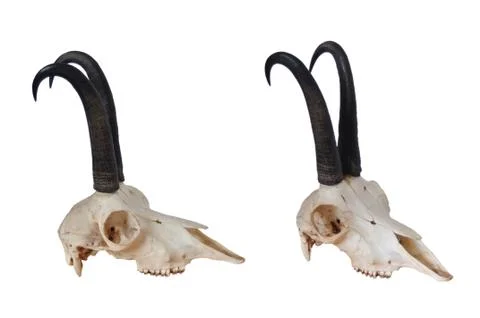 Black goat skull Stock Photos