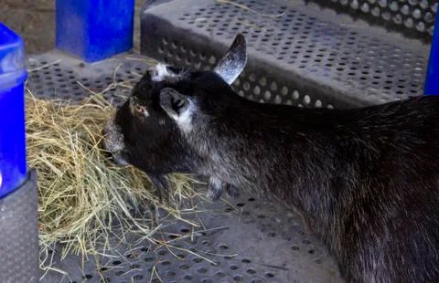 Black goat snacking Foto stock