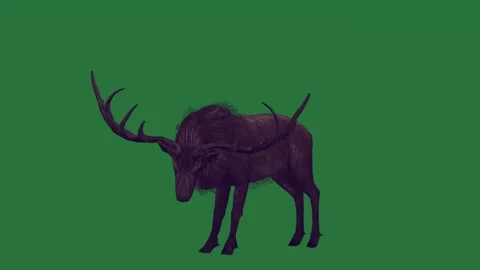 A black goat standing on green screen and animal is in front of moose an Видео 335122317