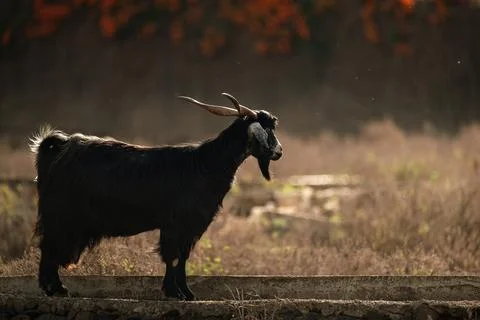 A black goat is standing on a ledge, looking at the camera. The scene is peac Stock Photos