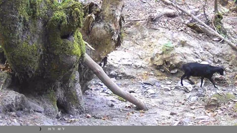 Black Goat Walking in Dry Forest Creek Bed - Trail Cam Footage Stock Footage 341803898