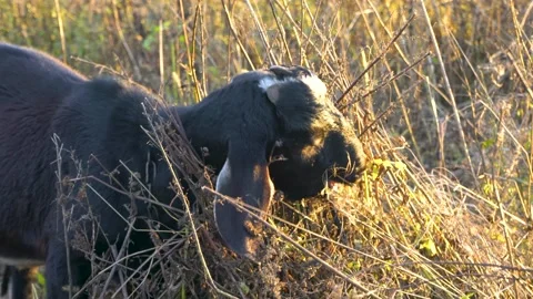 Black goat with white patch eating dry vegetation in a sunlit field Stock Footage 340215782