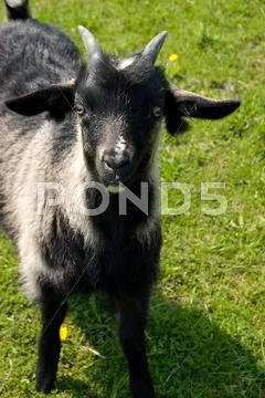 Black goatling Stock Photos