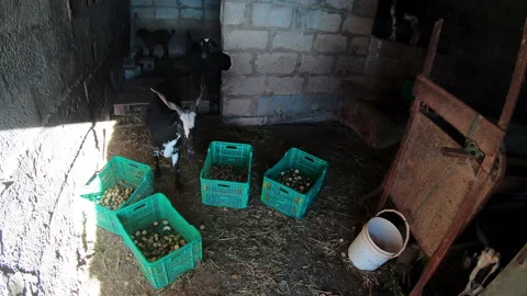 Black goats eating vegetables inside a farm, 4k Video stock 171085293