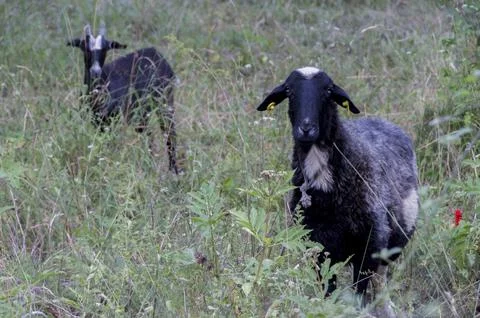 Black goats on the fields Stock Photos