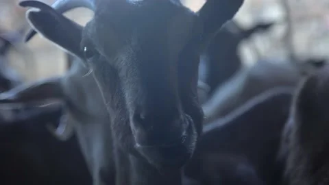 Black goats. Stock Footage 197376700