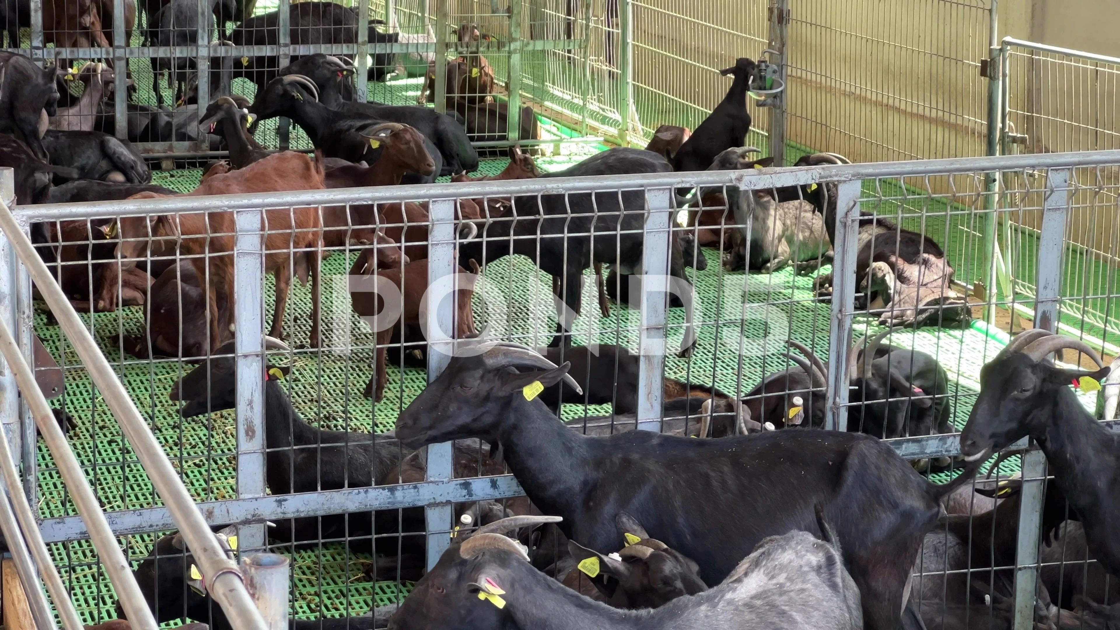 Black Bengal Goat Herd following white g, Stock Video