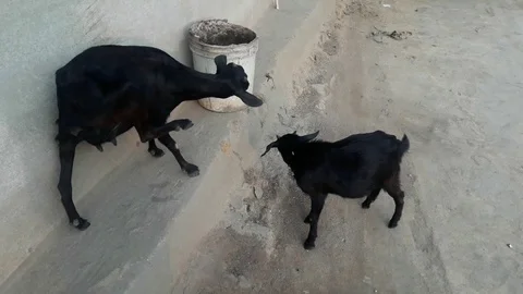 Black goats having fun outside Stock Footage 126414514