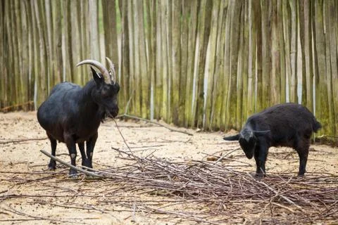 Black goats in the paddock Foto stock