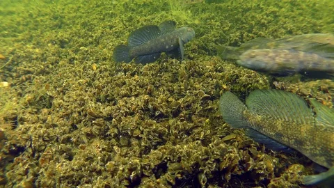 Black goby (Gobius niger) Stock Footage