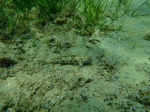 The black goby (Gobius niger) Stock Photos