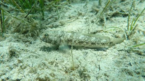 The black goby (Gobius niger) Stock Photos
