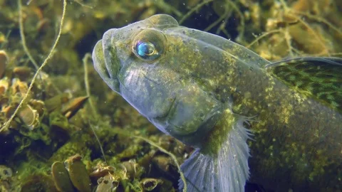 Black goby (Gobius niger), portrait. Stock Footage