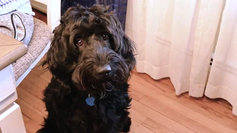 Black goldendoodle looking in camera Stock Footage 168707468
