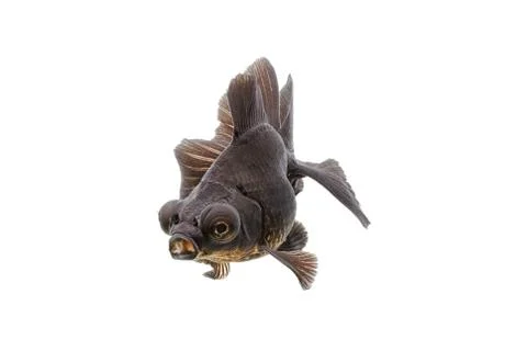 Black goldfish isolate on white background Stock Photos