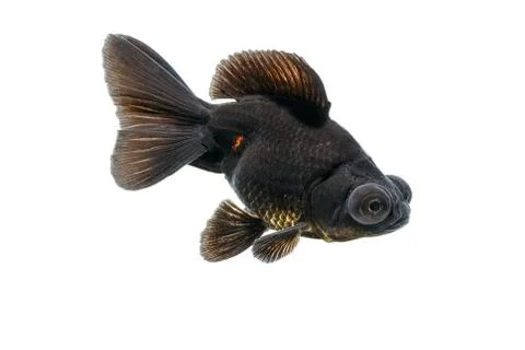Black goldfish isolate on white background Stock Photos