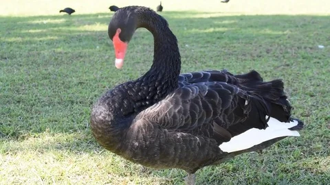 Black Goose cleaning feathers Video stock 76686930
