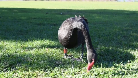 Black Goose Eating Grass Stock Footage 76686934