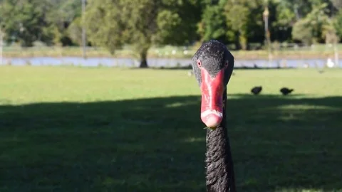 Black Goose upclose Stock Footage 76686929